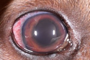 canine uveitis