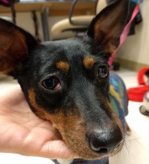 dog with cherry eye