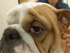 dog with cherry eye