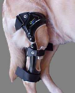 dog leg in stifle brace