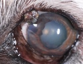 Eyelid mass on dog eye
