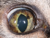 feline iris melanosis