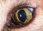 feline iris melanosis