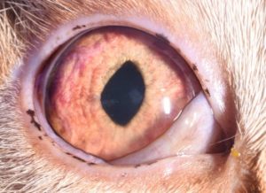 feline uveitis