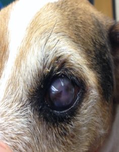 Intrascleral prosthesis in dog eye