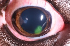 non-healing corneal ulcer