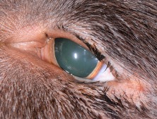 Preoperative entropion