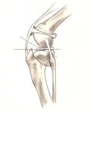 TPLO procedure on dog illustration