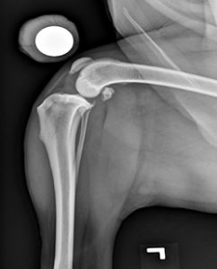 X-ray of dog with CCLD