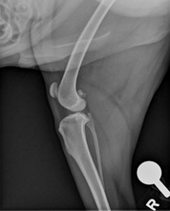 X-ray of normal dog knee