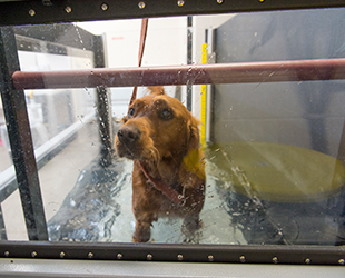 dog in underwater treadmill