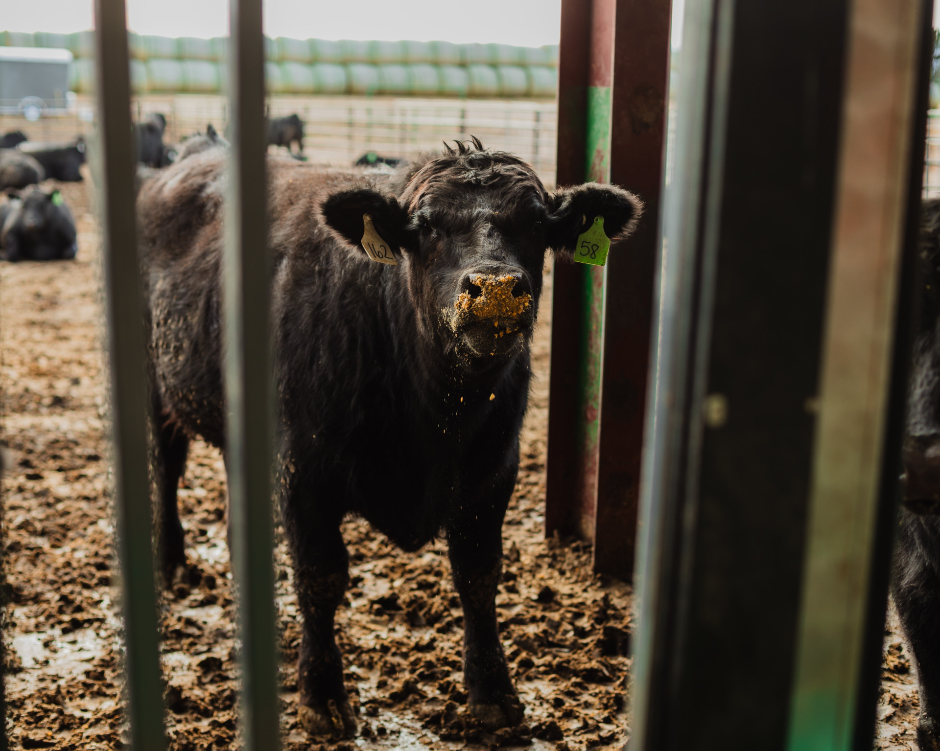 brown cow