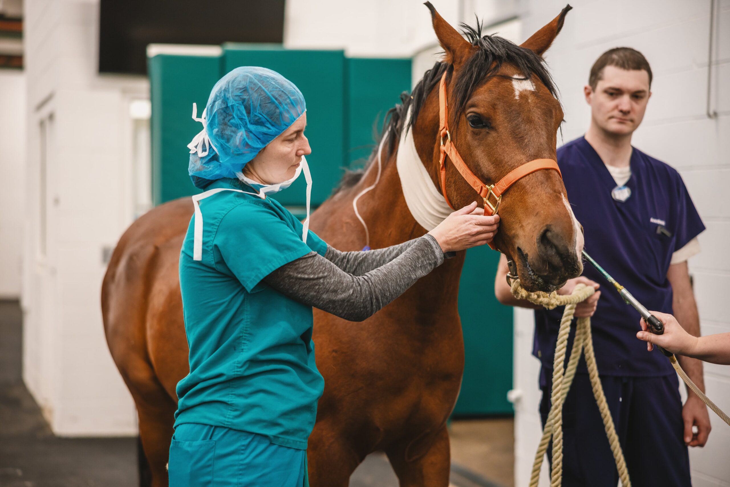 woman wearing green scrubs adjusts halter on brown horse