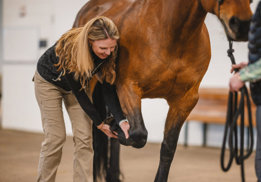 A person examines a bay horse’s front leg in an indoor evaluation area.