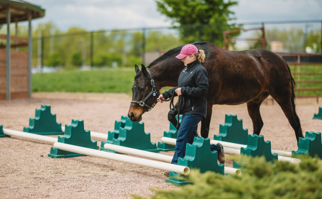 A person leads a dark brown horse over low poles arranged between green training blocks in an outdoor arena.