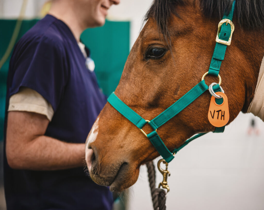 A person in navy scrubs stands beside a brown horse wearing a green halter with an orange ID tag labeled “VTH.”