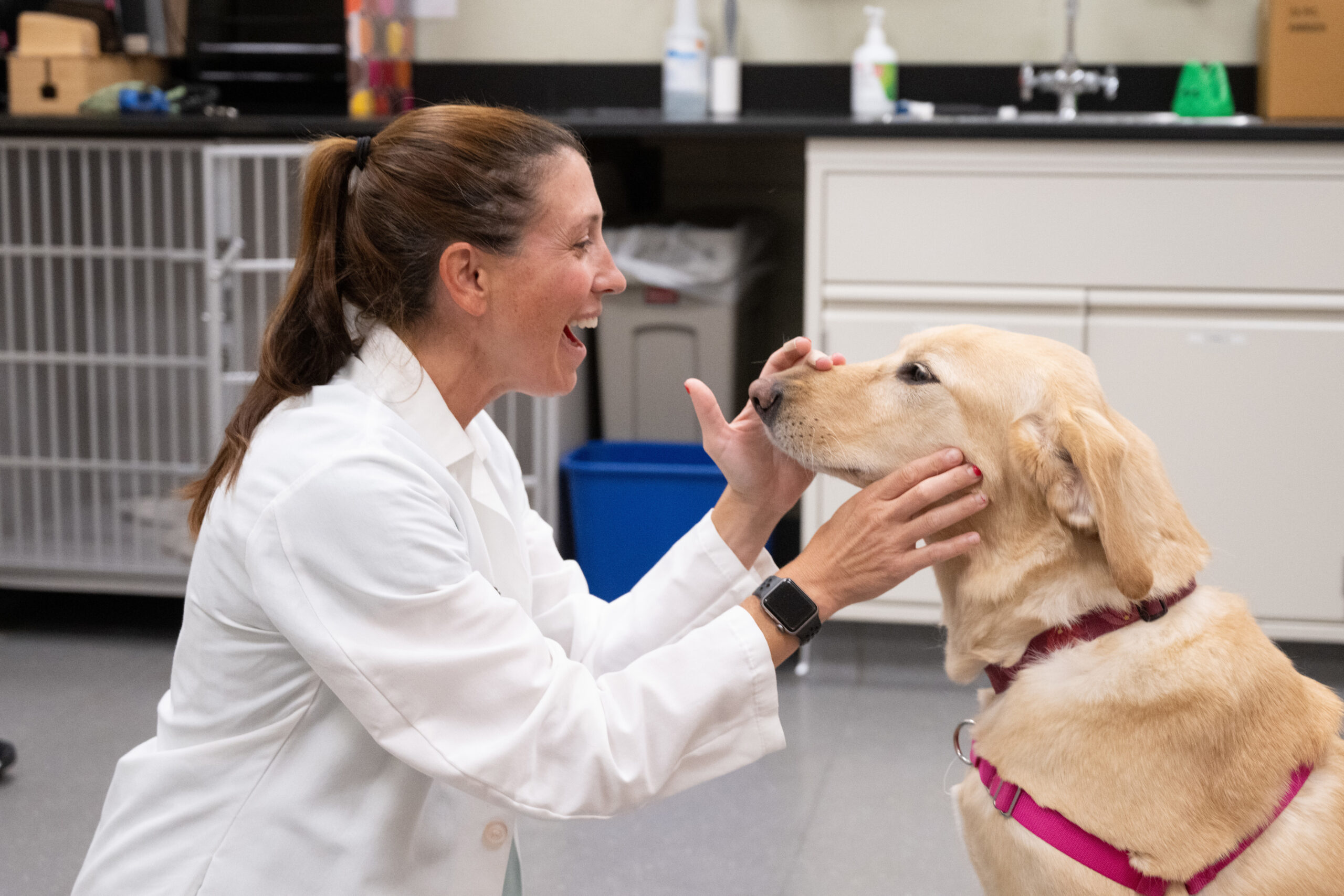 a veterinary professional with brown hair pulled back wearing a white lab coat examines the nose of a yellow lab, a big smile on the veterinarian's face, a hospital examine room in the background