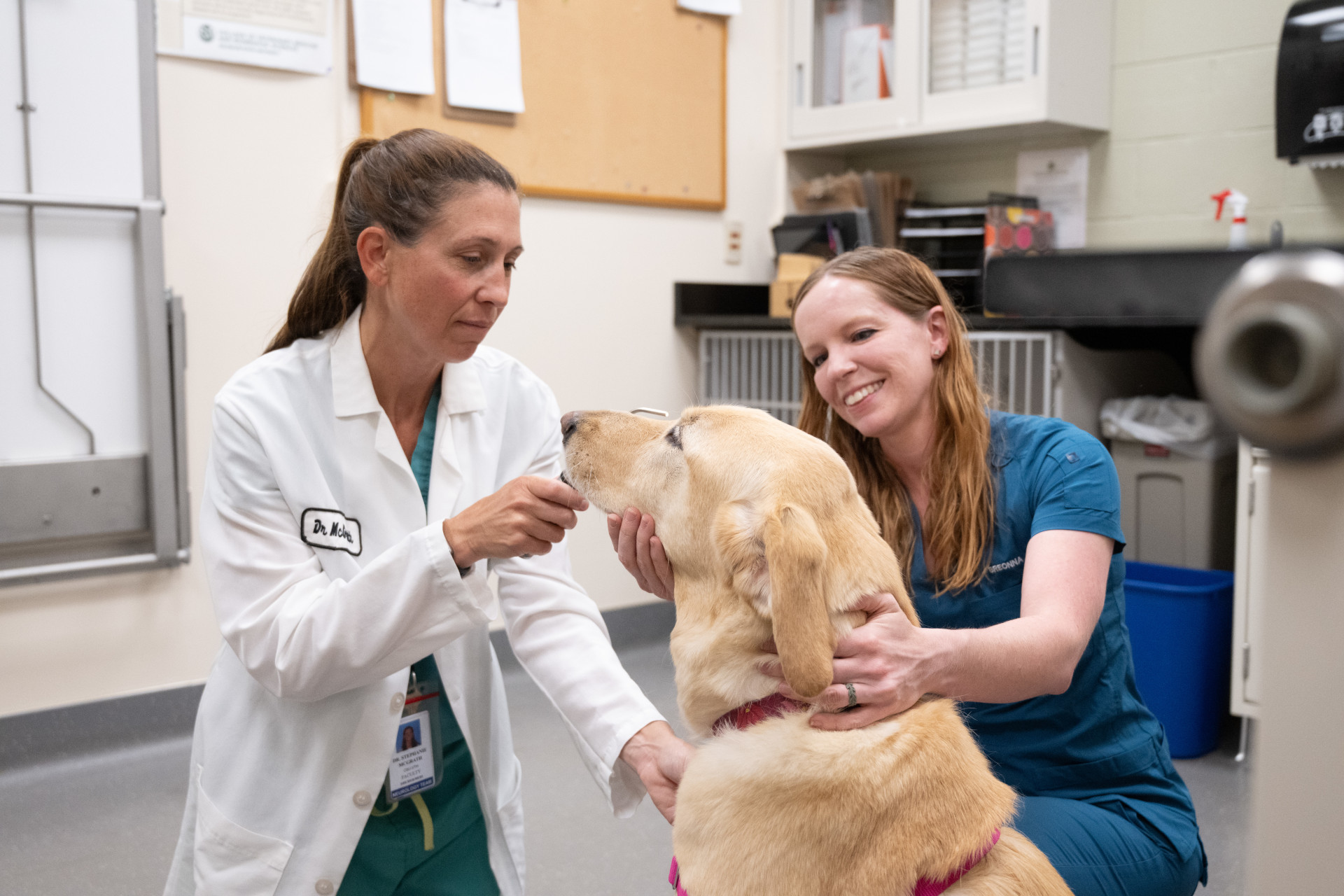 two veterinary professionals, examine a yellow lab, one wearing a white lab coat is looking at the dog's eyes, the other wearing blue scrubs holds the dog's head still