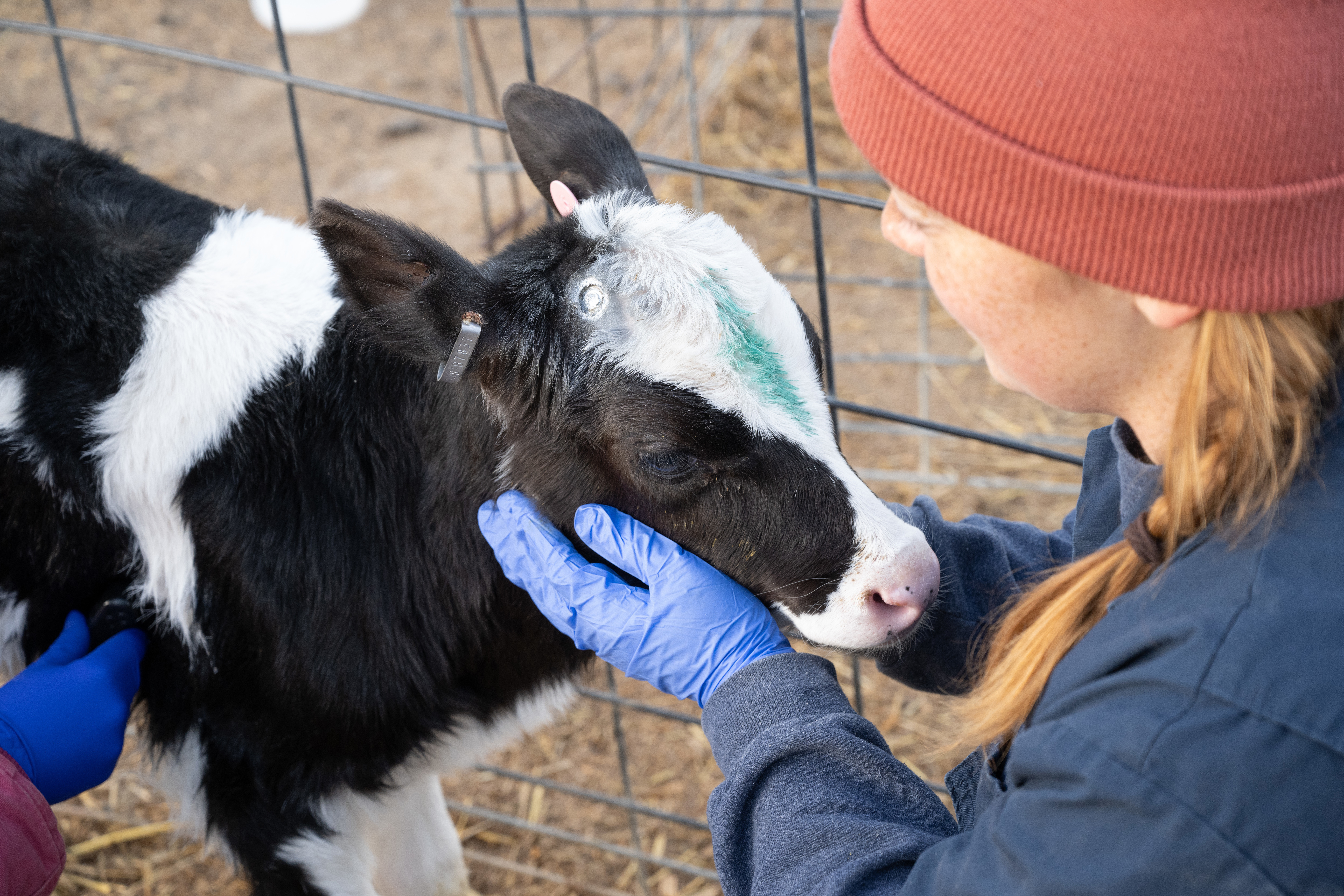 a black and white baby cow gets his neck examined by a veterinary professional wearing blue gloves and a pink beanie