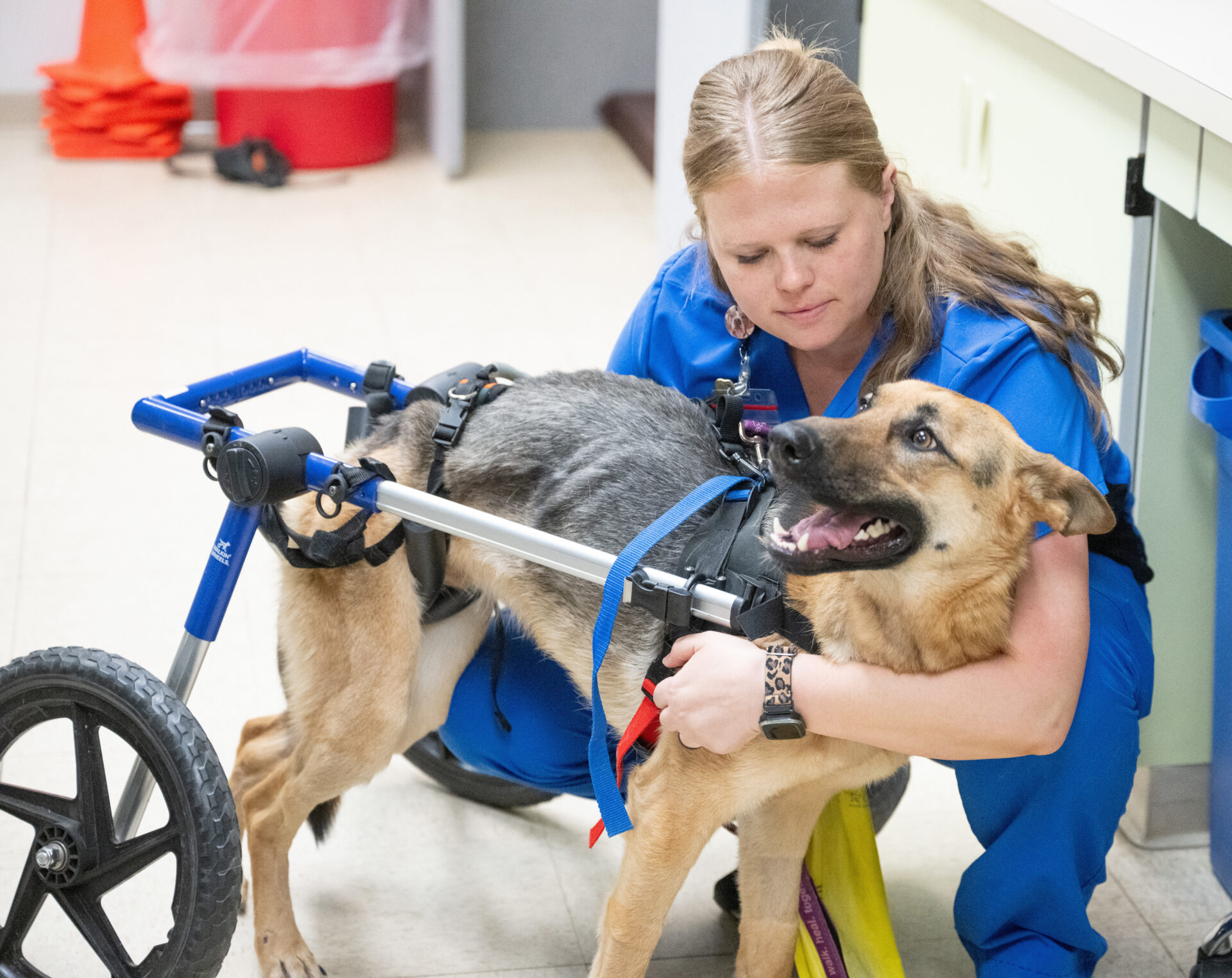 a veterinary professional wearing blue scrubs holds on to a German Sheppard in a blue wheelchair