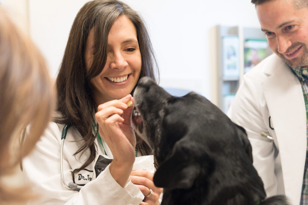 two veterinary professionals wearing white lab coats give treats to a black lab in the hospital examine room
