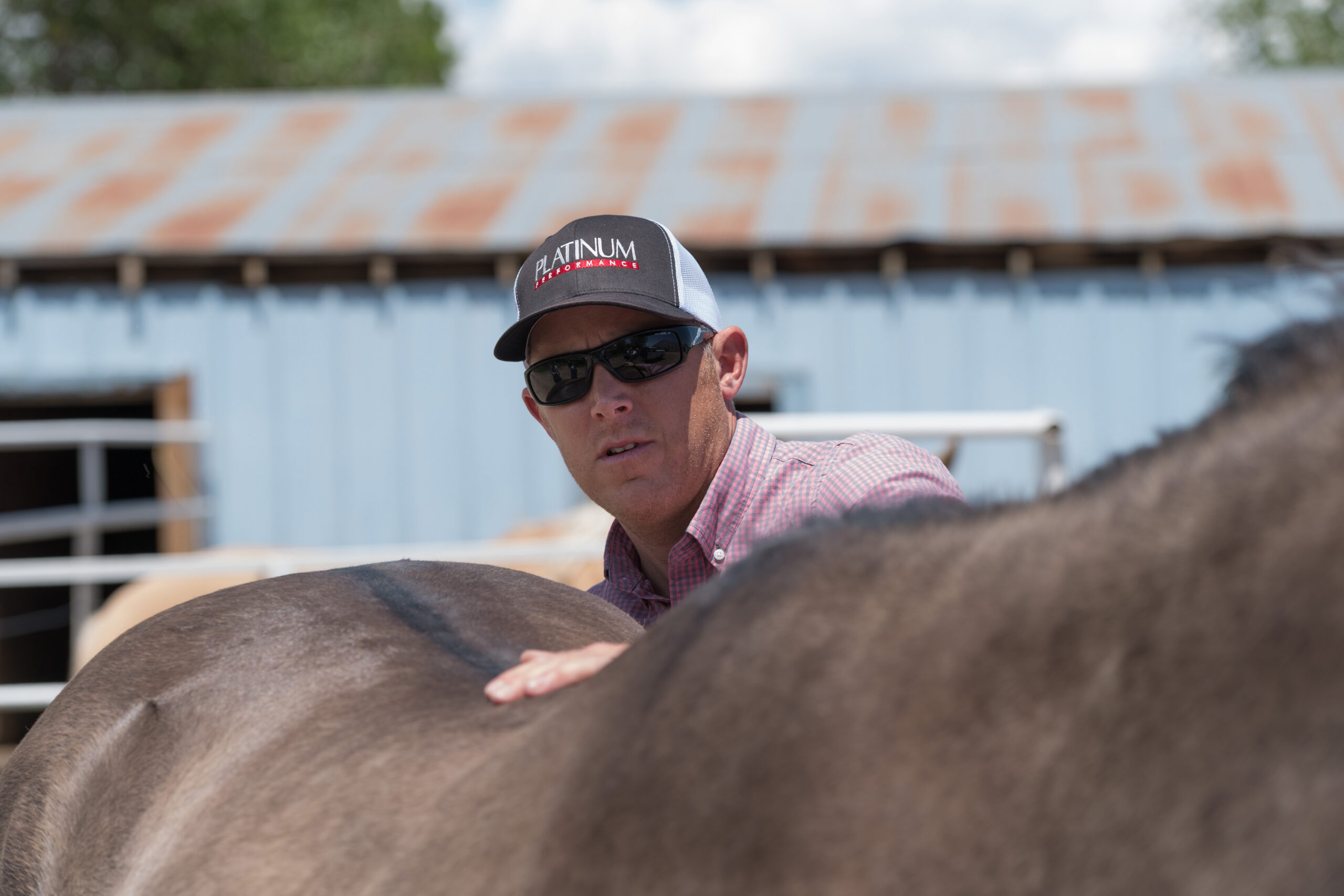 A person in a cap and button-up shirt examines a horse’s back in an outdoor barn area.