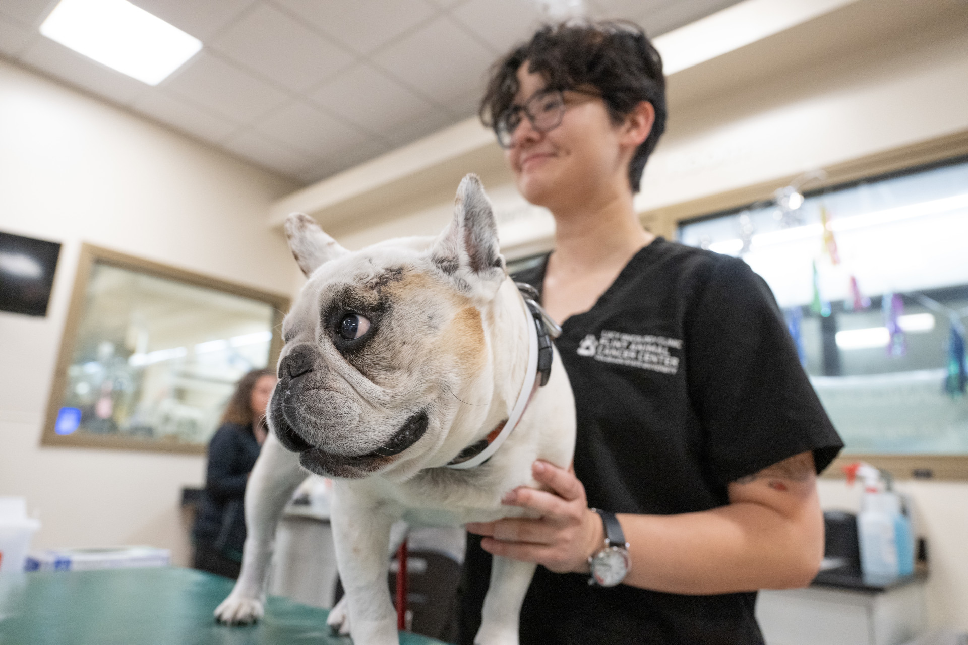 a veterinary professional wearing black scrubs holds onto a white pug standing on an examine table