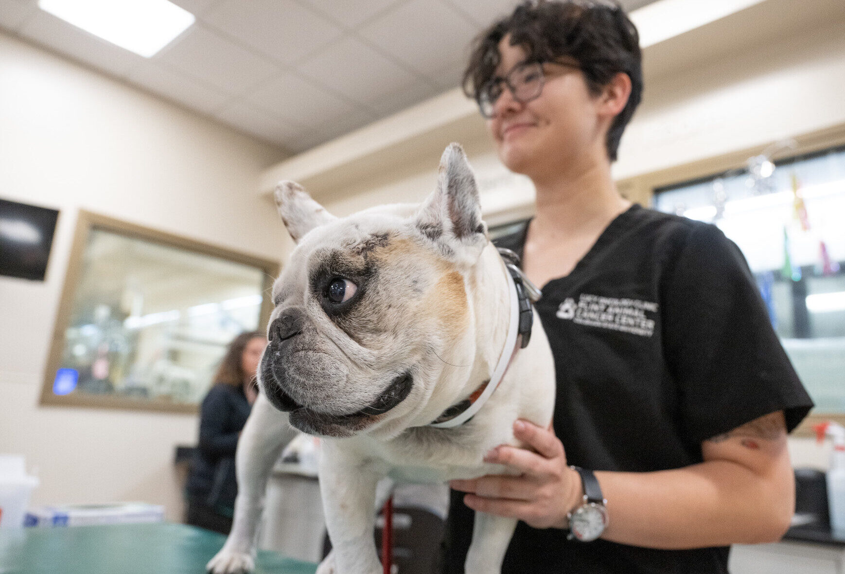 A veterinary technician holds a french bulldog in the Flint Animal Cancer Center