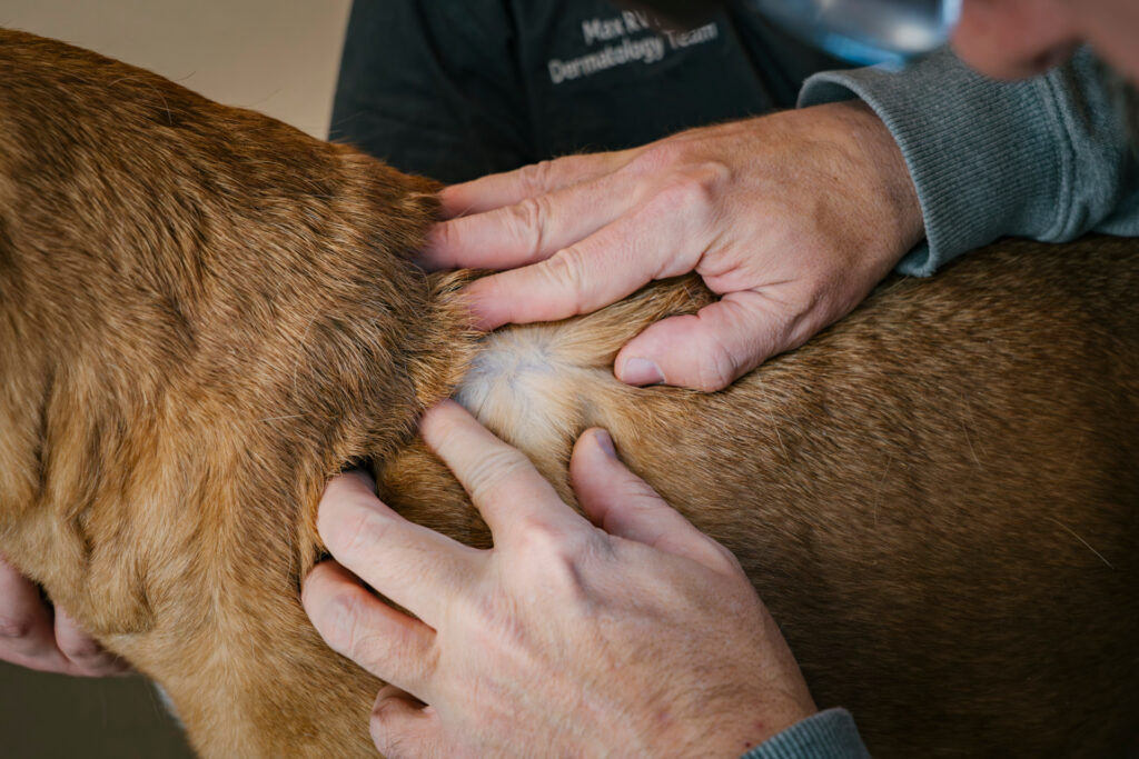 hands on a dog's fur