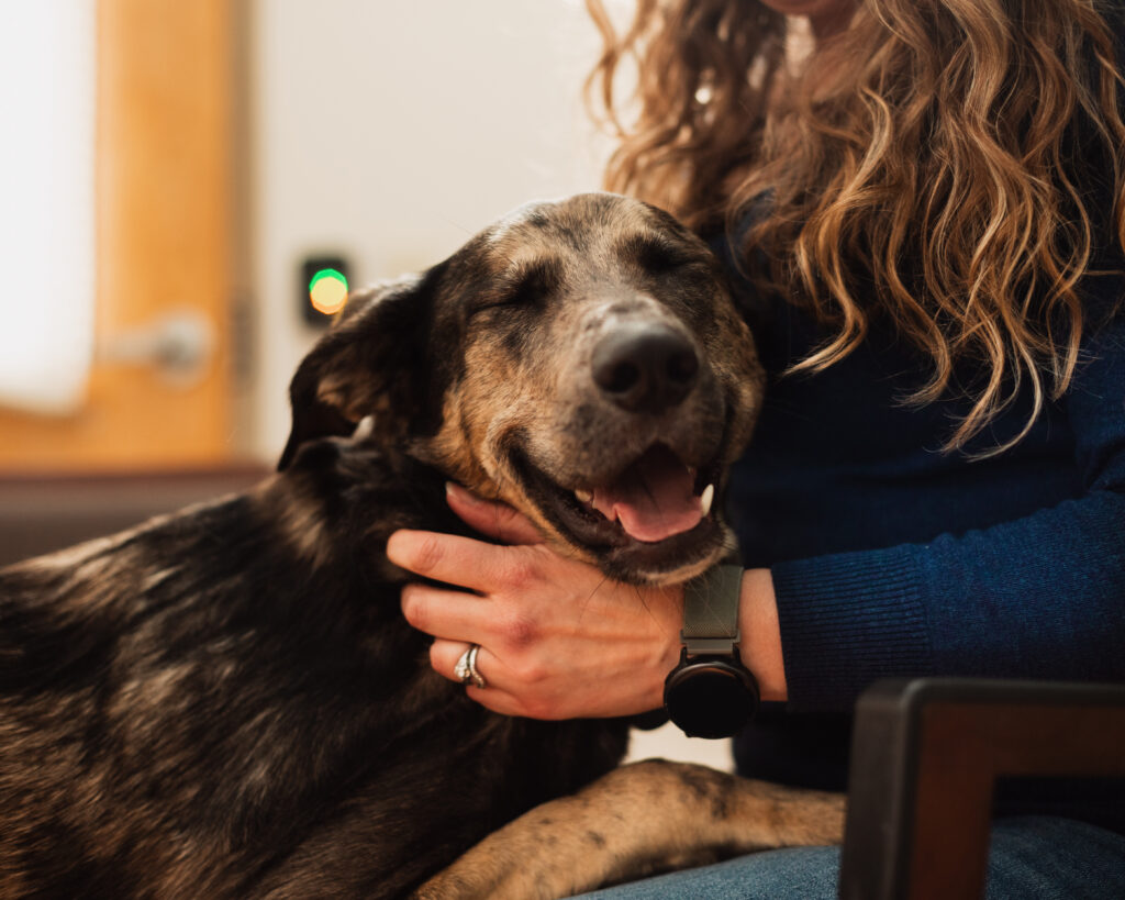 a brown and white dog smiles as a person who's face is obscured gives him head scratches