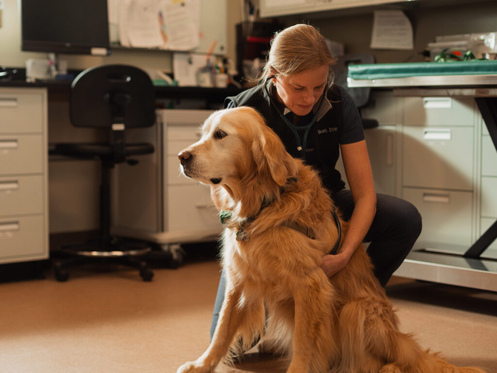 a veterinary professional listens to the lungs of a golden retriever in the hospital exam room