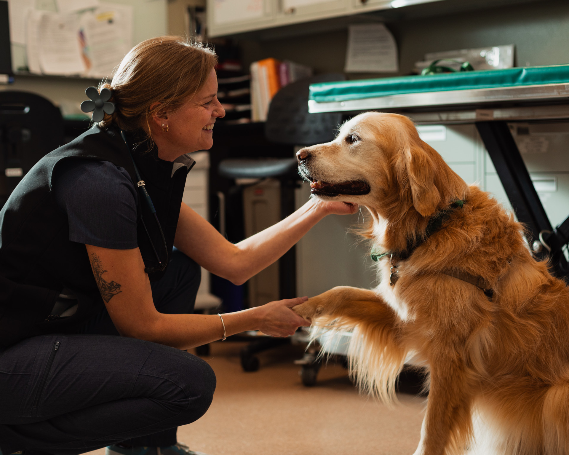 woman shakes a golden retriever's paw