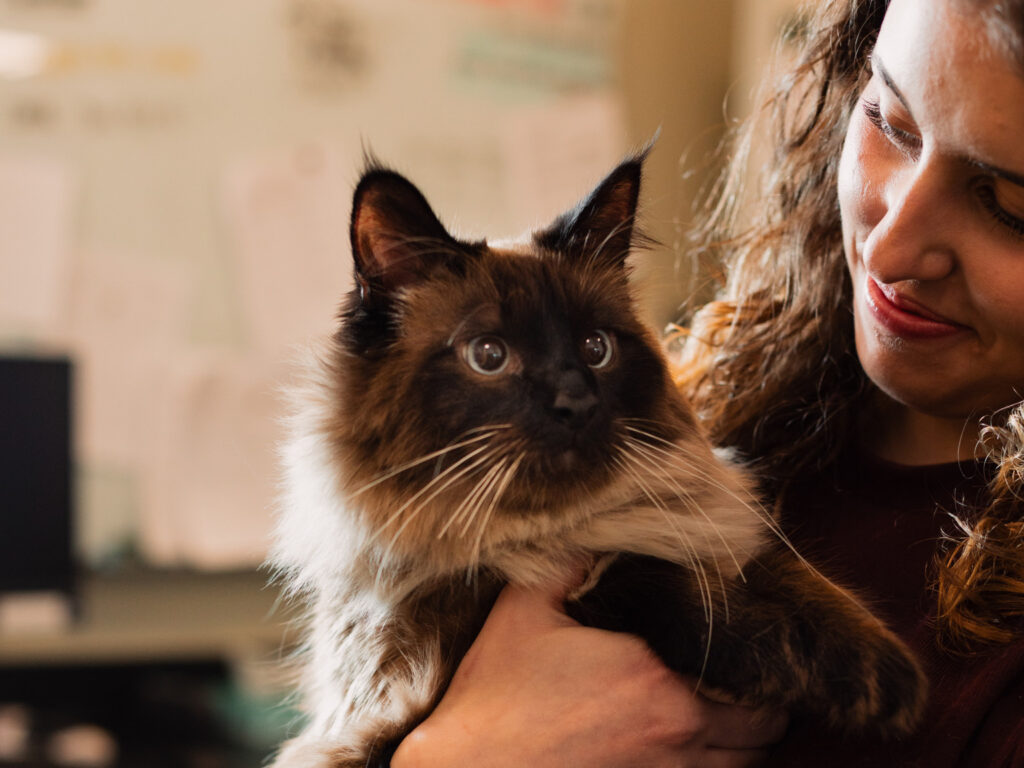 brown cat being held by a woman