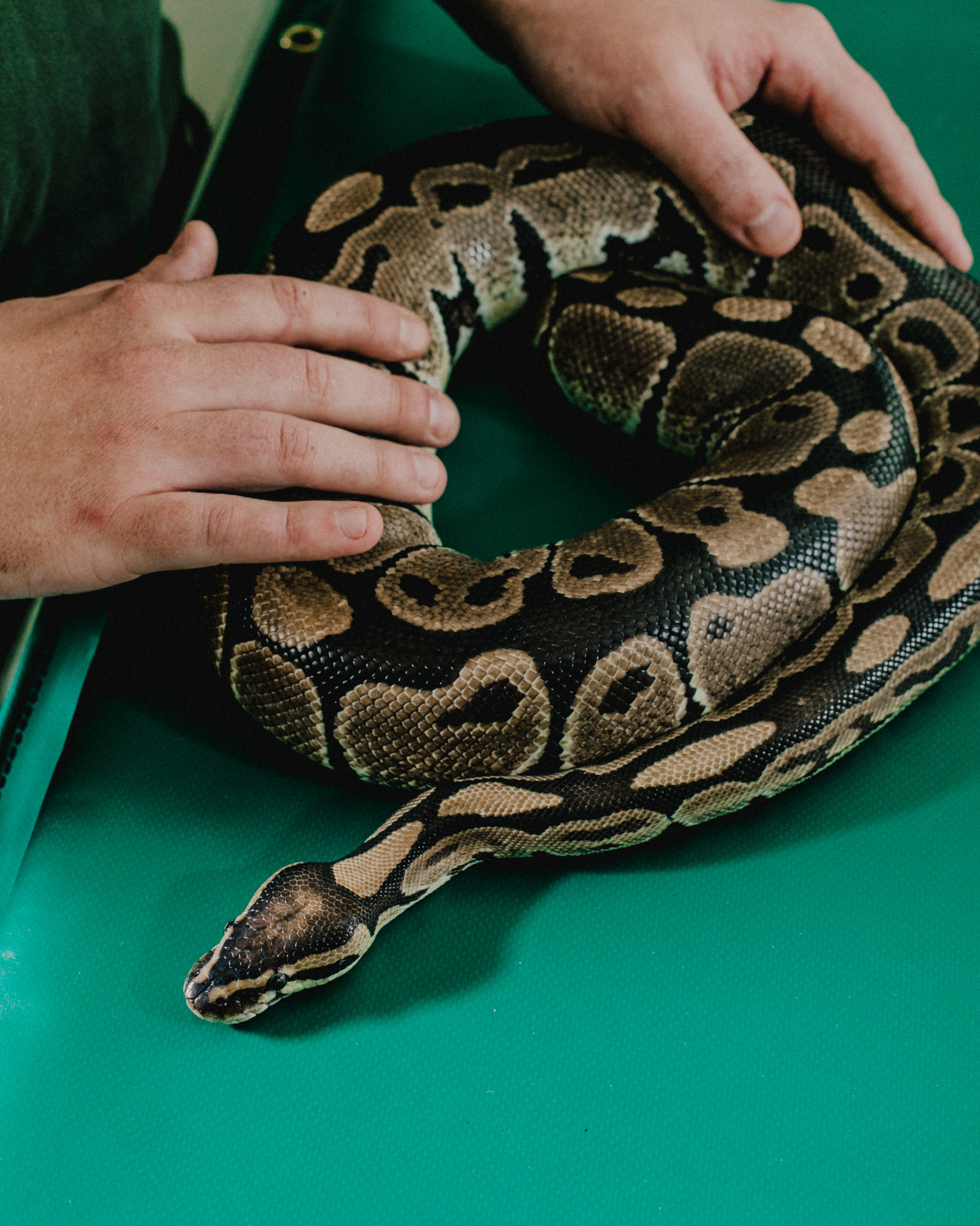 snake on a table