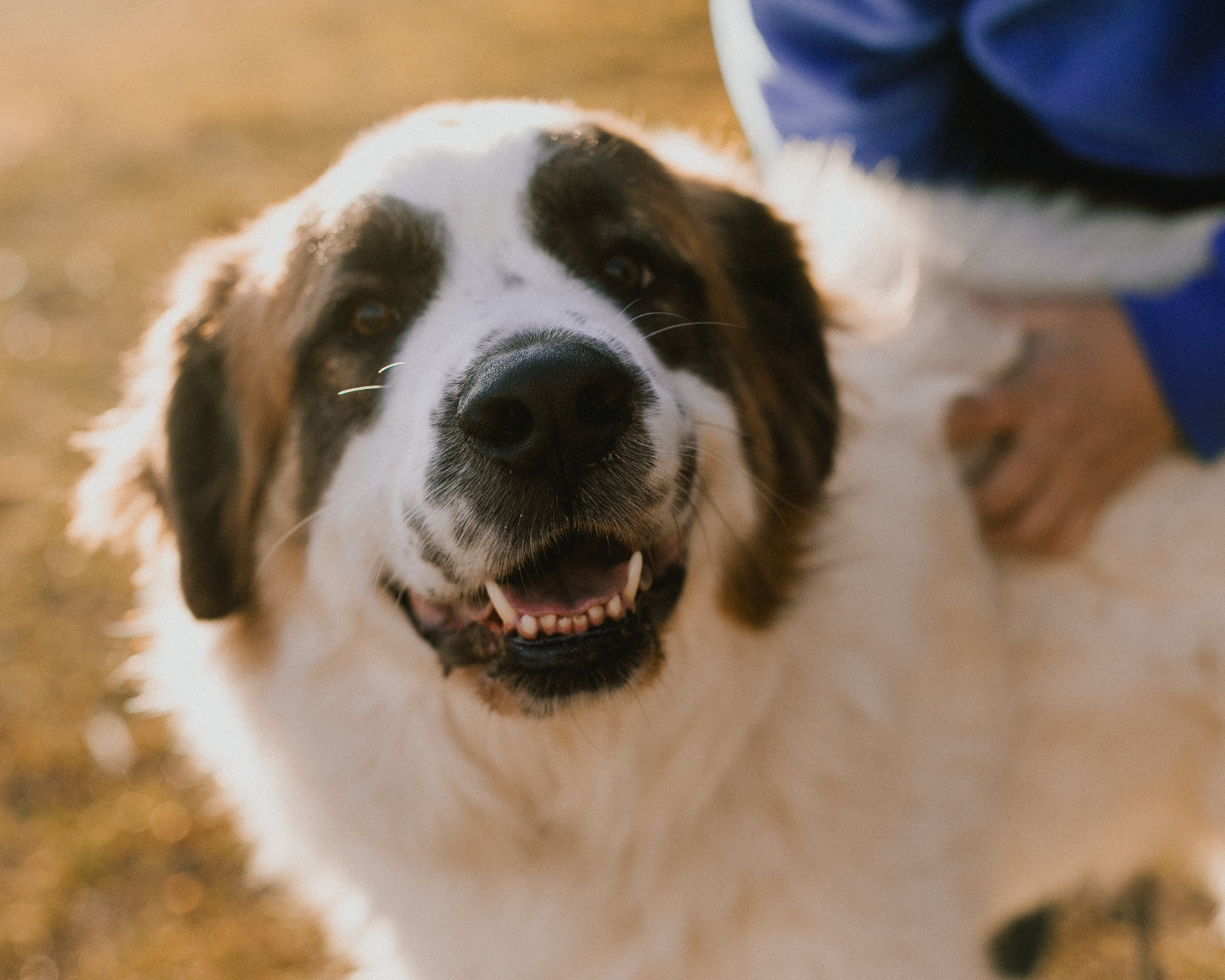 white and brown dog