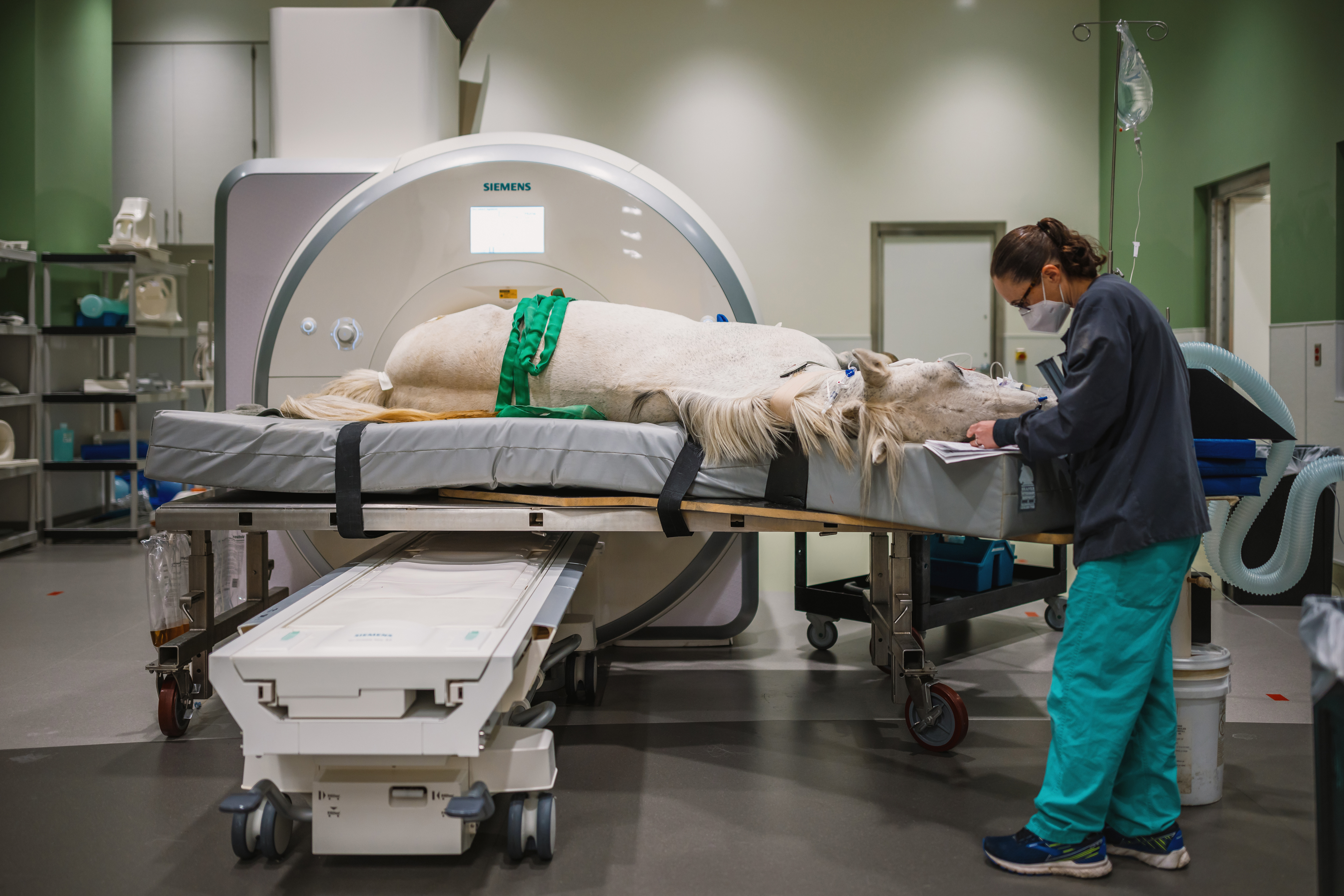 A person in scrubs prepares a sedated white horse positioned on a table for an MRI scanner.
