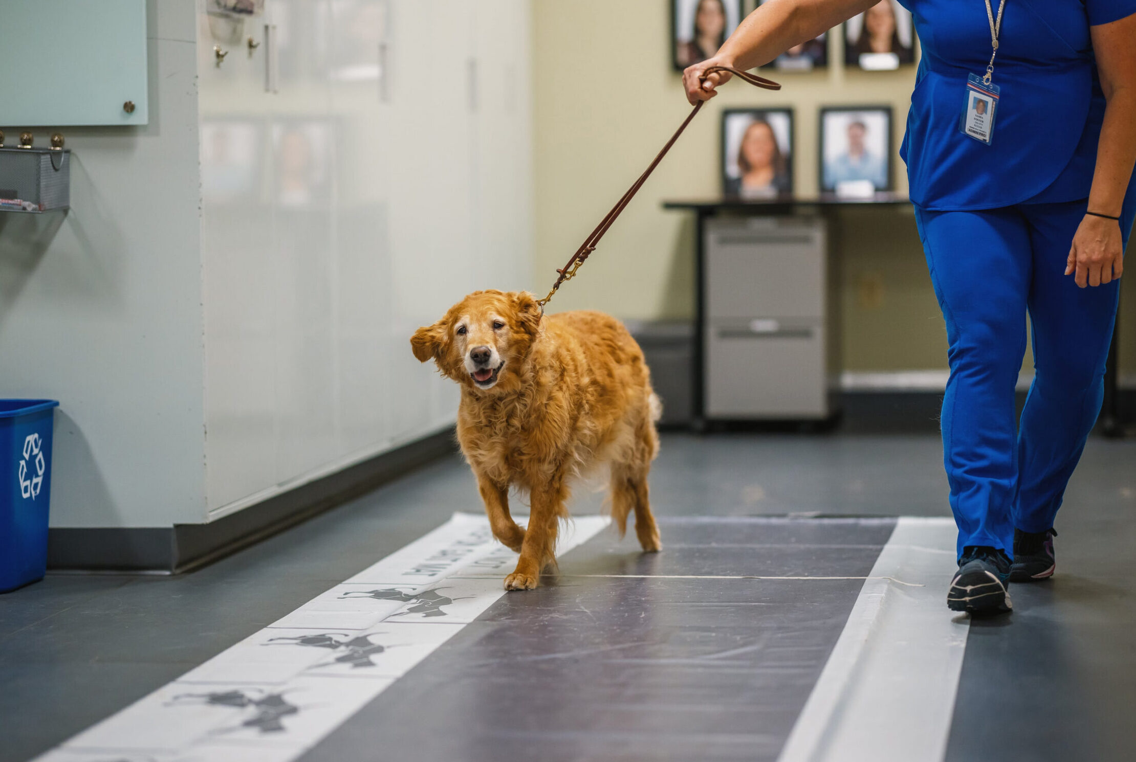 A golden retriever walks along a long pressure‑sensitive gait mat inside a clinical hallway while being guided on a leash. A person in blue scrubs walks beside the dog, holding the leash. The hallway contains wall‑mounted equipment, framed photos on the far wall, and a recycling bin to the side.