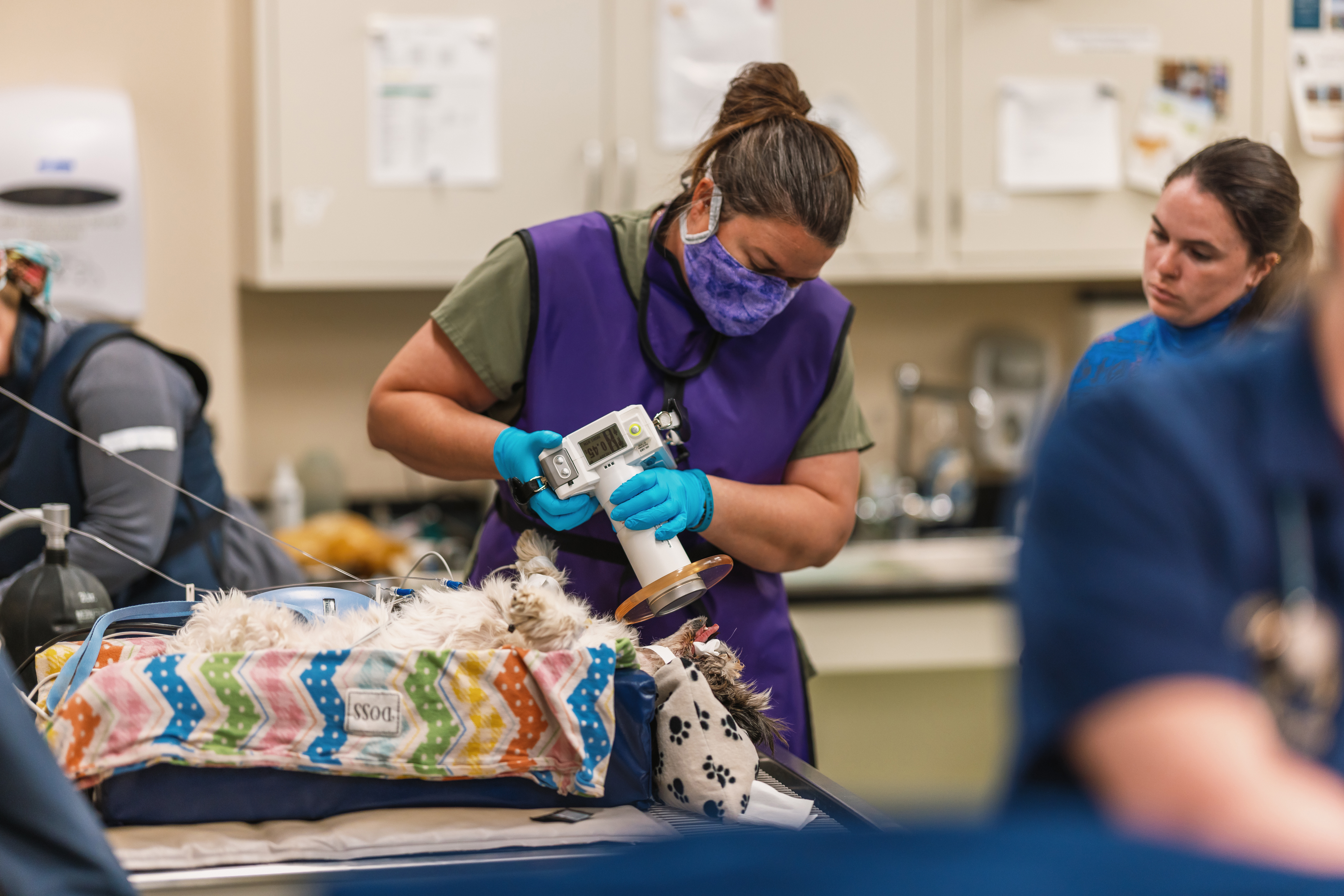 A person in protective gear uses a handheld imaging device over a small dog lying on a padded table in a veterinary clinic.