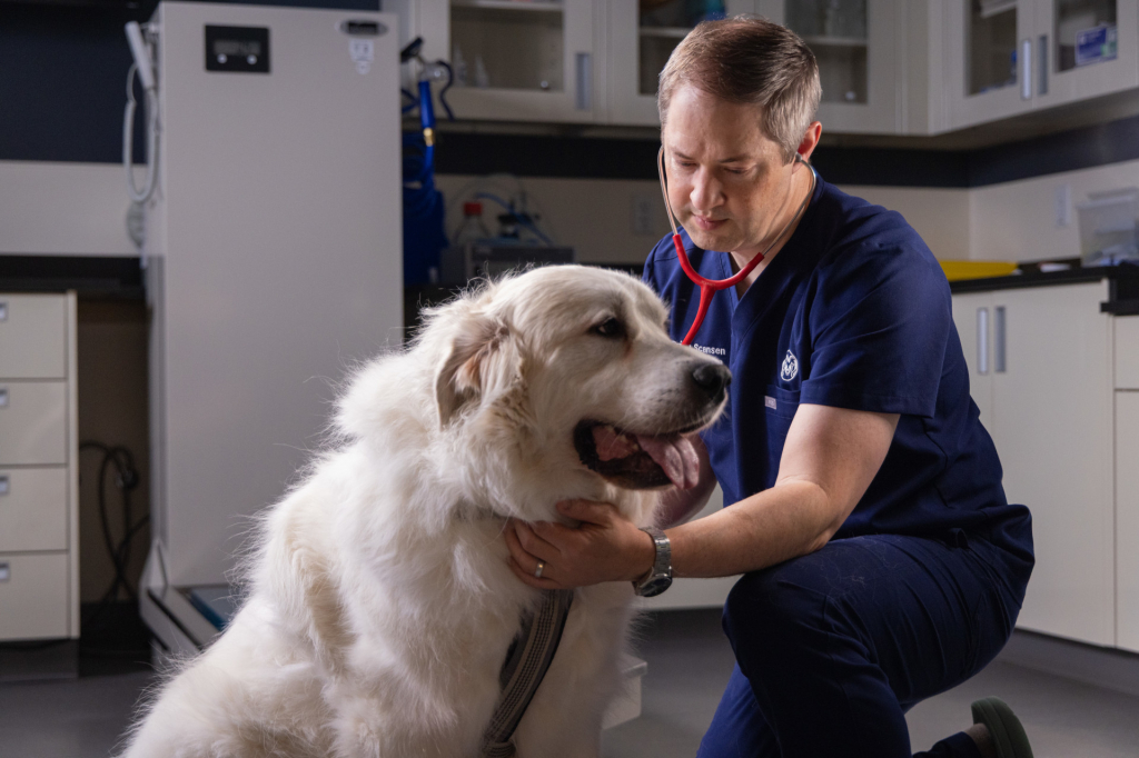 man wearing blue scrubs holds stethoscope up to white dog's chest