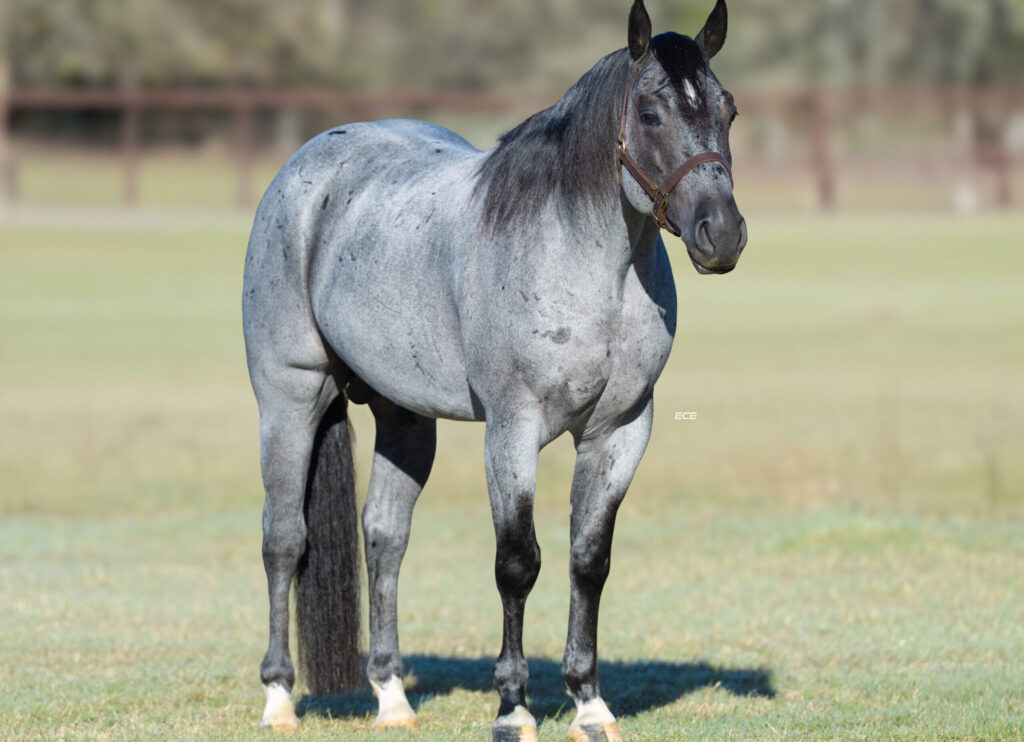 blue roan stallion standing in a field