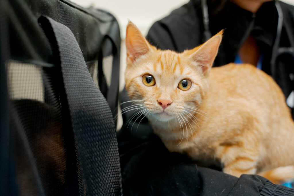 orange kitten being held by a person wearing a black sweatshirt