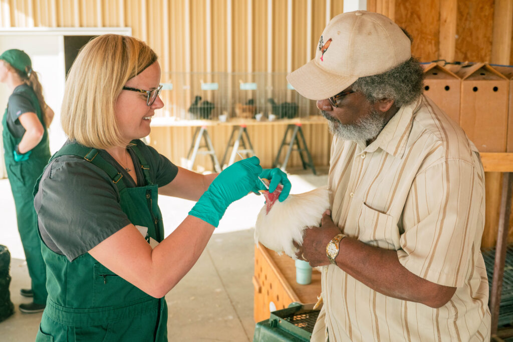 woman wears green gloves while swabbing the mouth of a chicken a man is holding