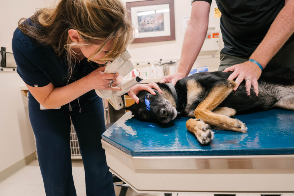 two veterinary professionals examine a black and brown dog's eyes, the patient laying on an examine table