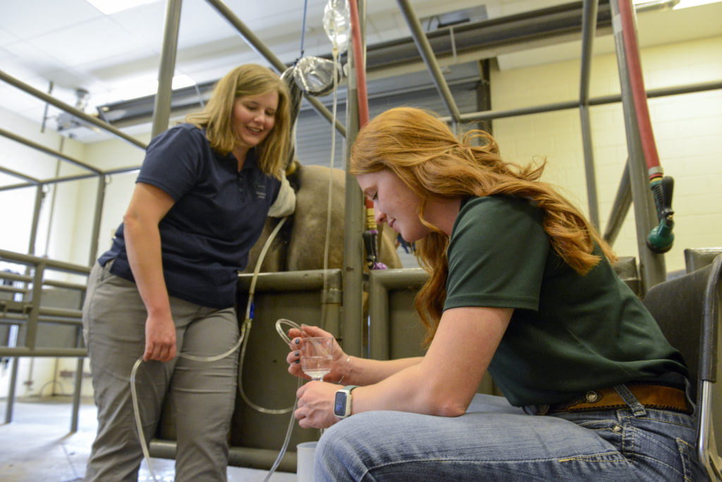 two women flushing embryo for a mare