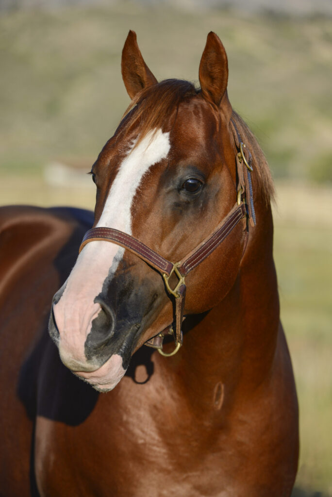 head of brown horse wearing a bridle