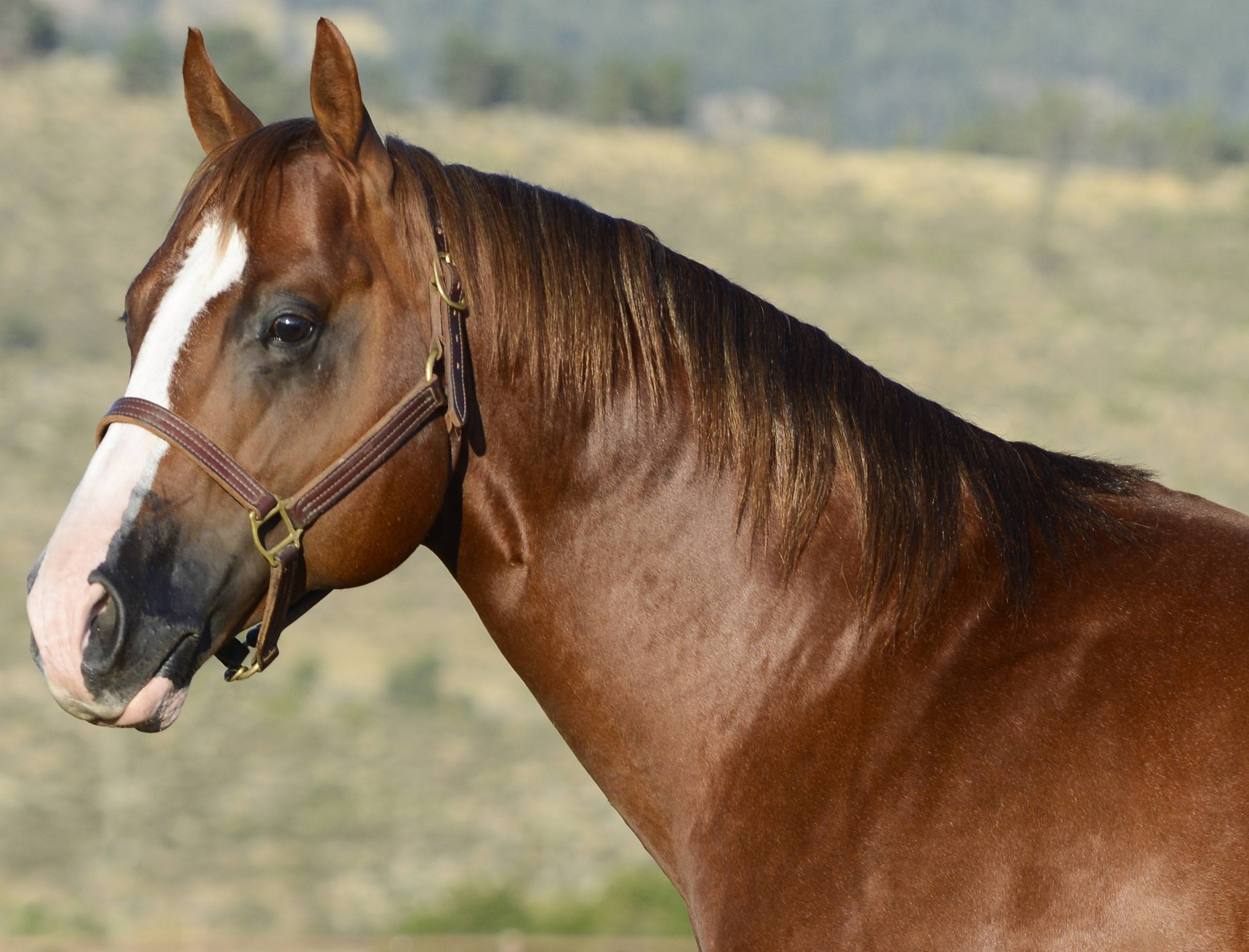 profile of a brown horse