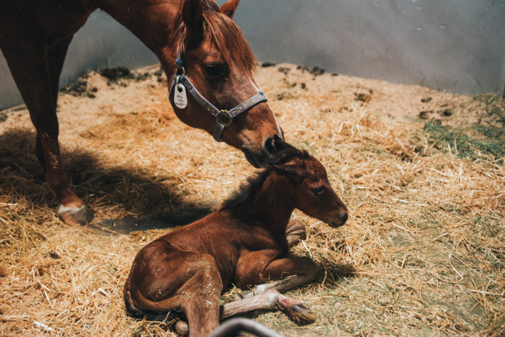 brown mare touching the tip of her nose to her brown foal's head