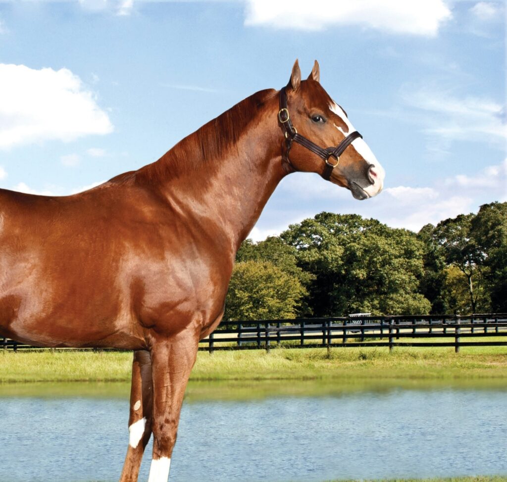 Brown and white horse standing in a green field with a pond and black fence in the background