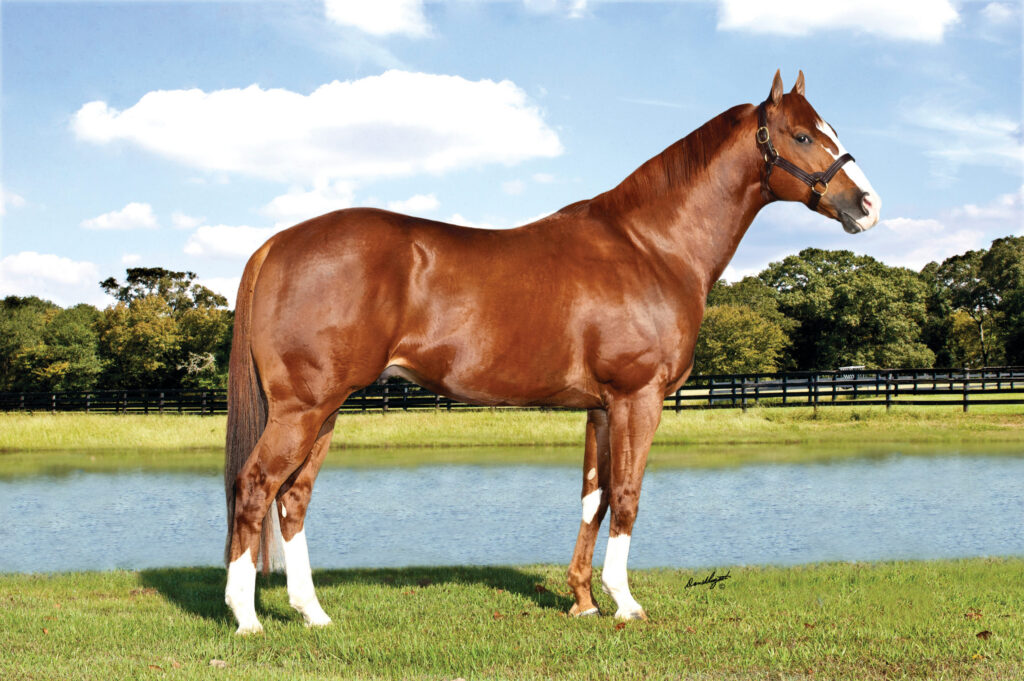 Brown and white horse