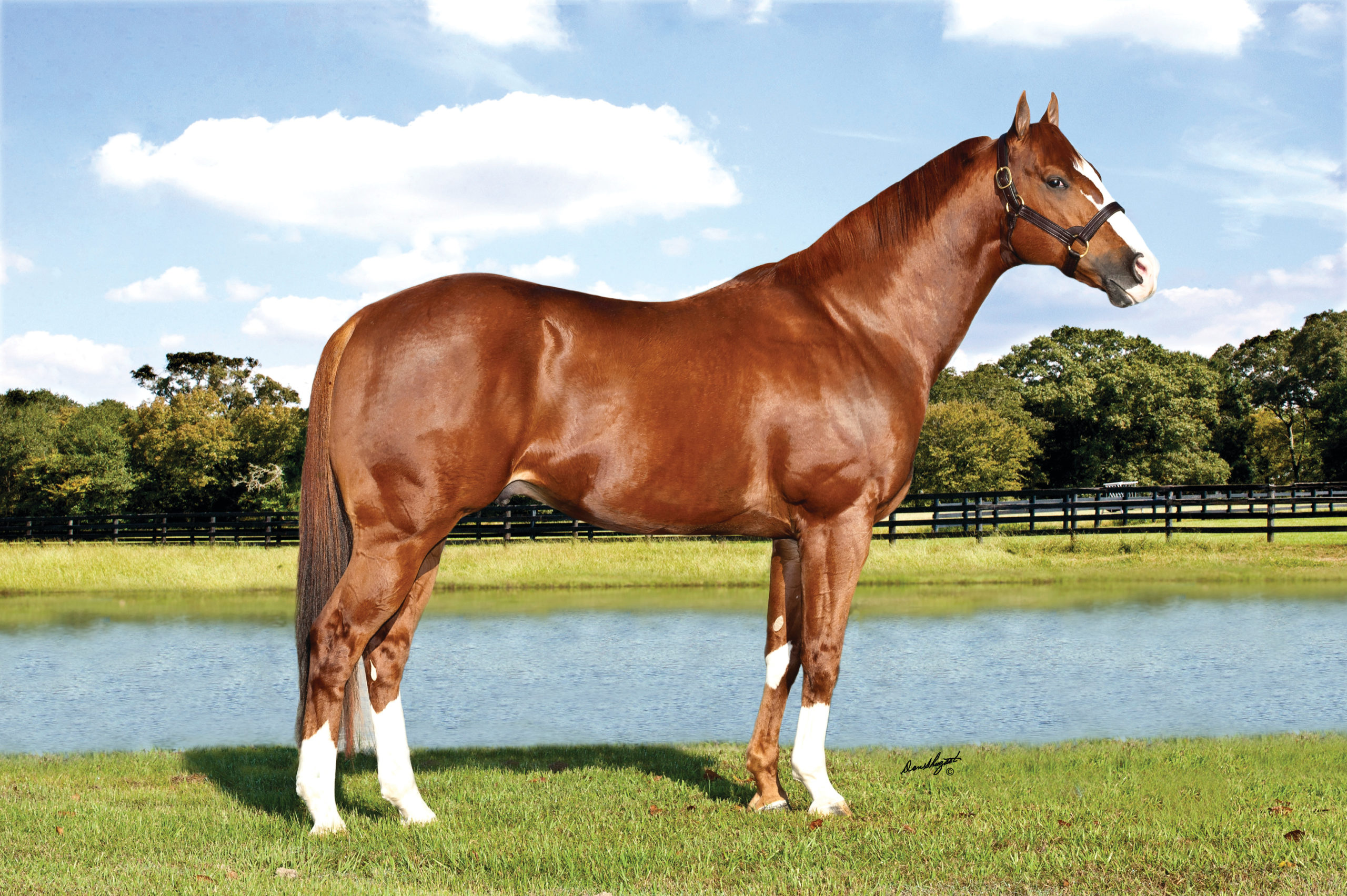 Brown and white horse standing in a green field with a pond and pasture in the background